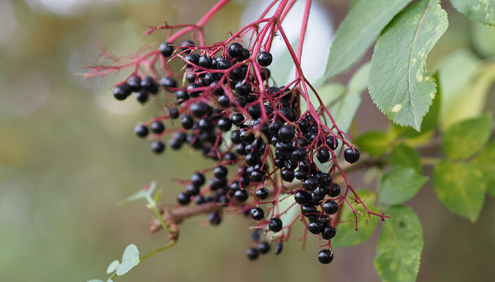 Elderberries contain antioxidants to protect cells from damage.