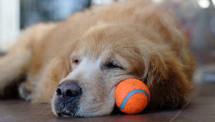 if-your-dog-licks-their-own-hair-off-this-is-what-it-means