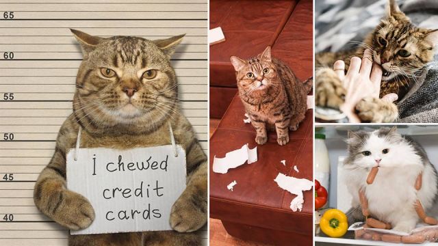 Are cats actually our pets