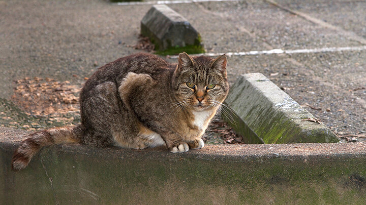 Is It Ethical To Keep Cats As Pets? What The Experts Say