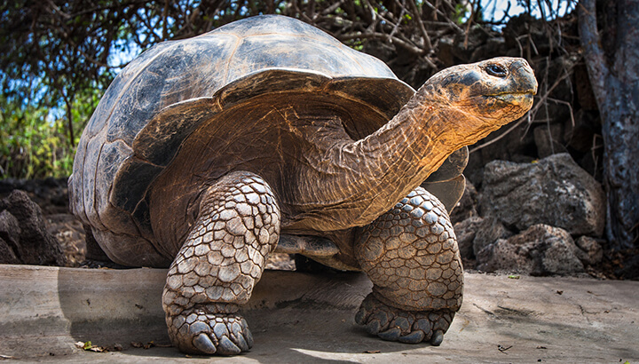 The Galapagos Islands are home to giant tortoises and Darwin's finches ...