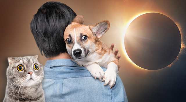 Be Careful With Your Pets During The Solar Eclipse Plus 6 Shocking 