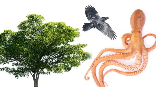 treebirdoctopus_featured_960x540