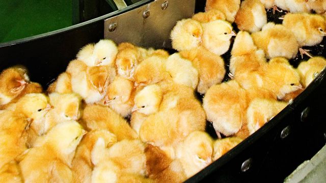 How common is culling male chicks