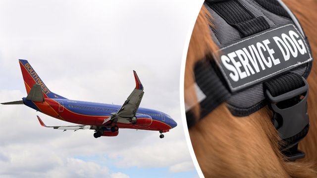 Woman gets kicked off a plane for a dog allergy