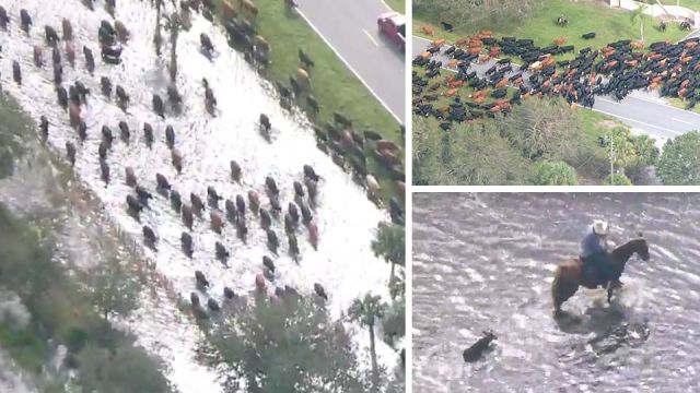 Hundreds of cows evacuated from Florida ranch