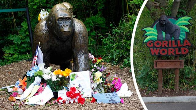 New gorilla to replace Harambe at Cincinnati Zoo