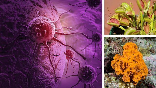 4 strange cancer remedies that have worked