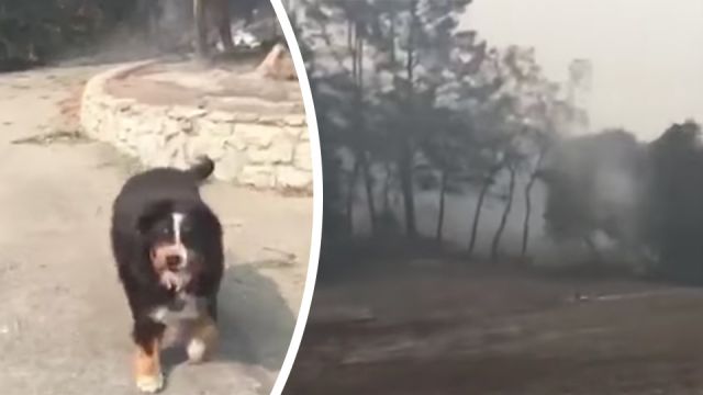 Dog That Survives California Wildfires Has Heartwarming Reunion With Family