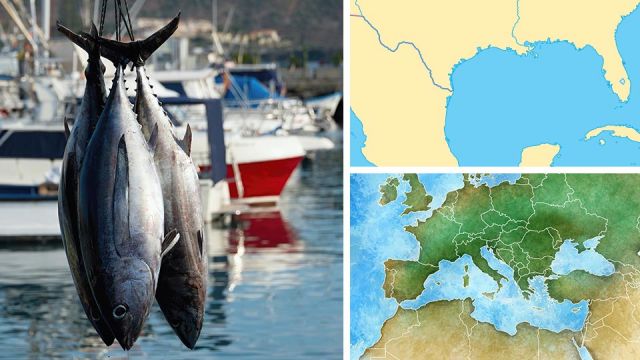 If Your Tuna Was Caught Here, It Contains 36X More Toxins