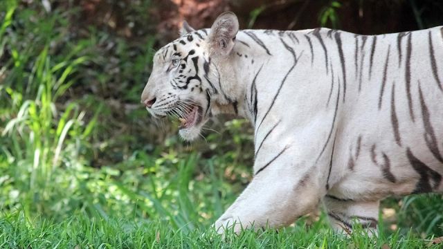 White tiger mauls zookeeper