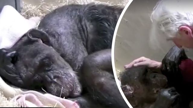 chimpanzeelastvisitfromafriend_featured_960x540