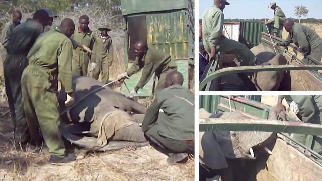 Zimbabwe selling elephants to China