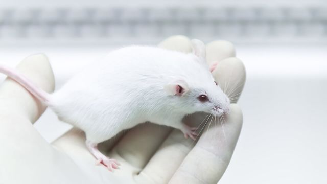 Is It Ethical To Grow Human Brains In Animals