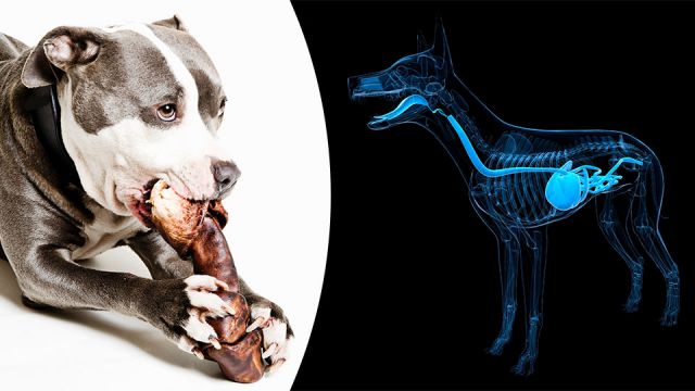 bonetreatscausingdogdeathsillnesses_featured_960x540