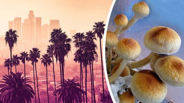 magicmushroomslegalcalifornia_featured_960x540_720