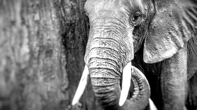 usliftsrestrictionsonimportingelephanttrophieszimbabwezambia_featured_960x540