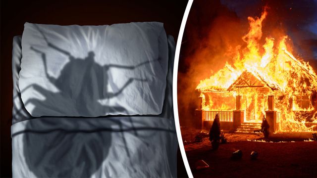 bedbugsfireohiohome_featured_960x540