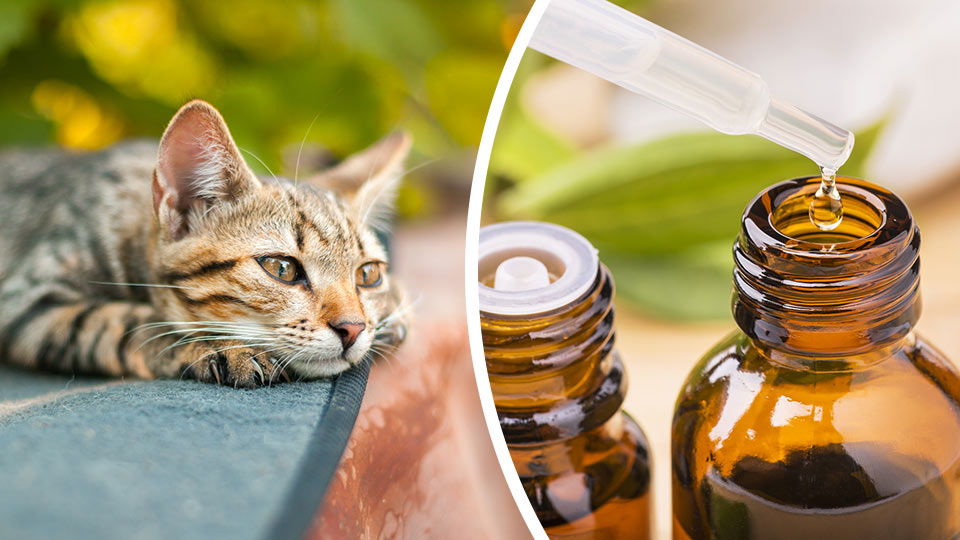 Are Essential Oils Harming Your Pets? Here's How To Know