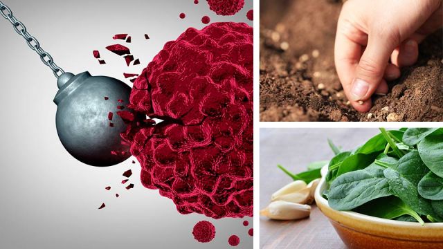 6seedstoplantthathavebeenshowntobeatcancer_featured_960x540