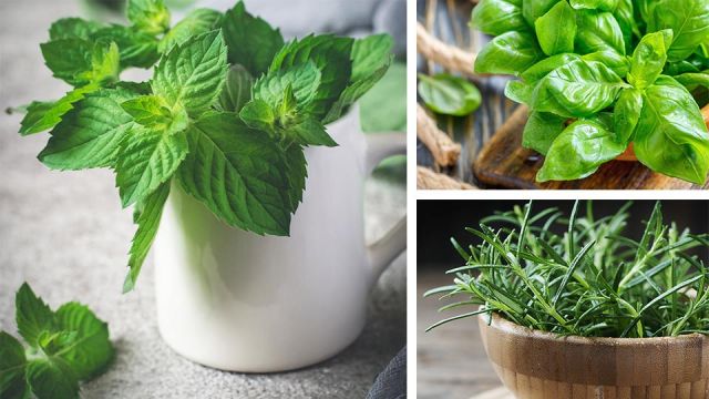 7medicinalherbstoplantinyourhouse_featured_960x540