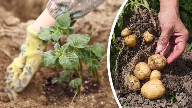 plantthese6seedsincaseofaneconomicmeltdown_featured_960x540