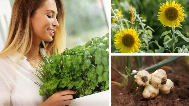 8gardenplantstonaturallyimproveyourmood_960x540