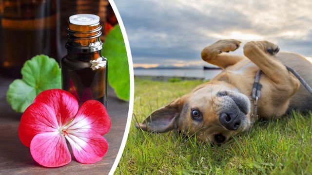 8naturaltickdeterrentstoprotectyourdogsthissummer_featured_960x540