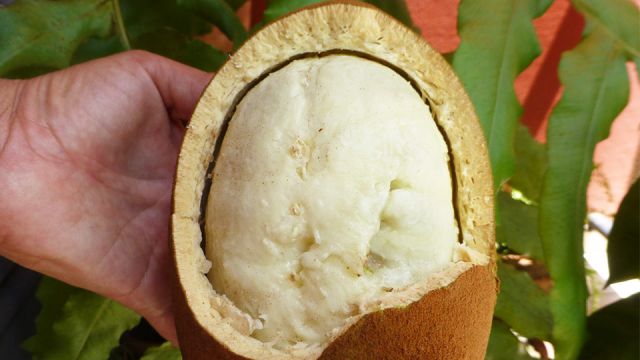 19amazingbenefitsofcupuacu_featured_960x540