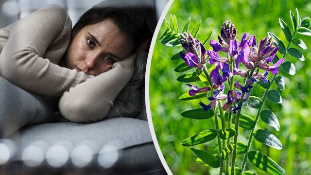 5adaptogenicherbstoreduceanxietyanddepression_featured_960x540