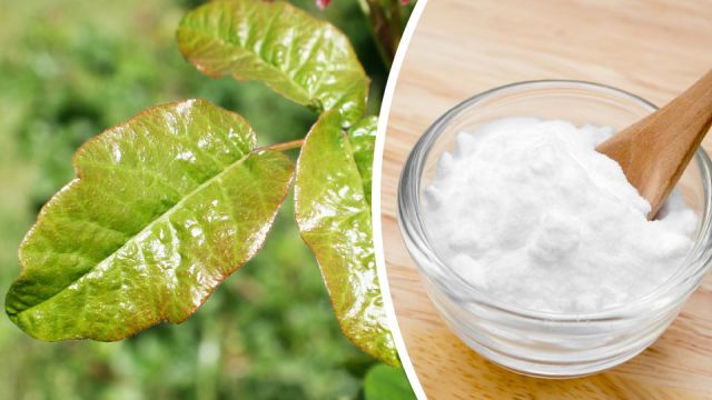 7naturalpoisonoakremedies_960x540