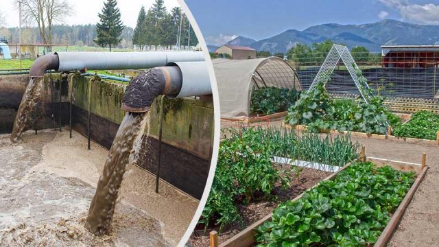 is-your-food-grown-in-sewage-sludge-here-s-how-to-avoid-it