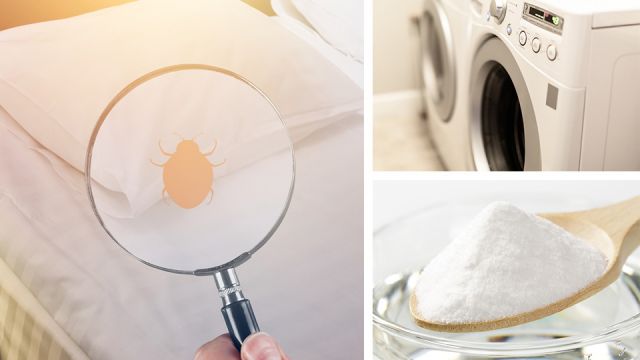 howtodestroybedbugsin72hours_featured_960x540 (1)