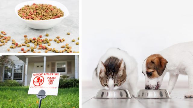 5reasonswhyyourpetsaredyingfromcancersoyoungandwhattodo_960x540
