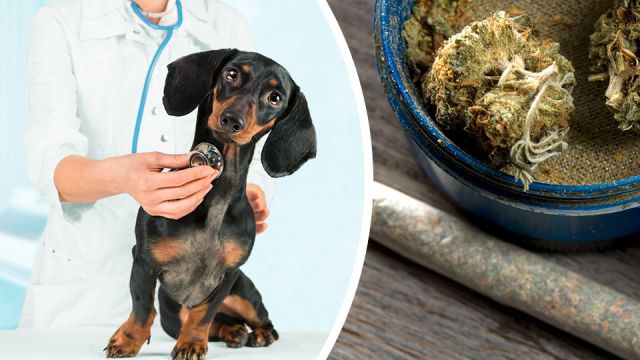 marijuanapoisoningupfordogshereshowtokeepyourpetsafe_featured_960x540