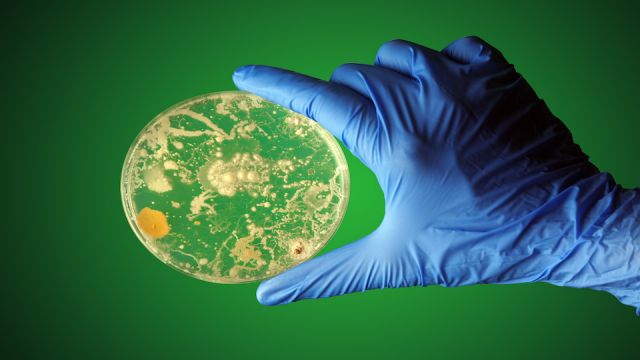 Gloved hand holding bacteria growing in a petri dish