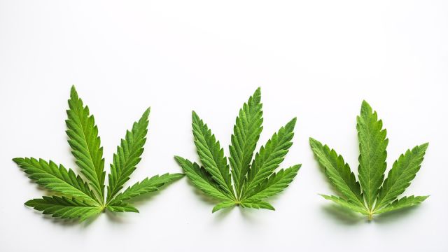 Marijuana plant at outdoor cannabis farm field.