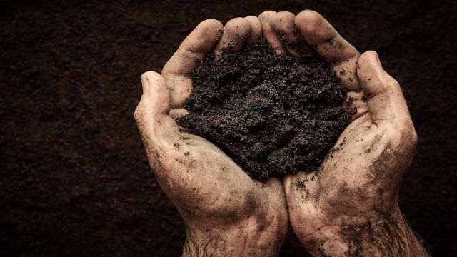Soil in male hands