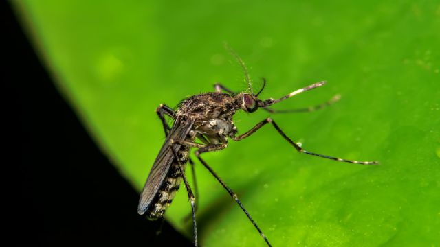 mosquito (soft focus)