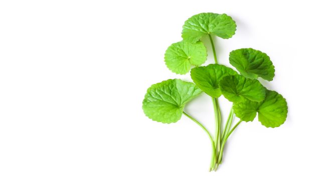 Closeup leaf of Gotu kola, Asiatic pennywort, Indian pennywort on white background, herb and medical concept, selective focus