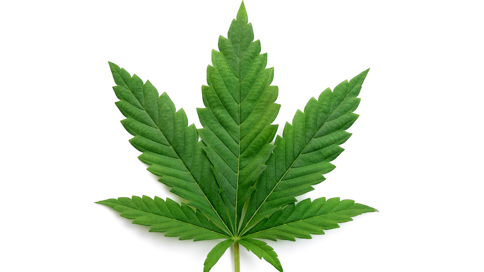 Green cannabis leaves isolated on white background. Growing medical
