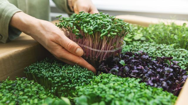 organic raw food - woman take a microgreens container out of cardboard box