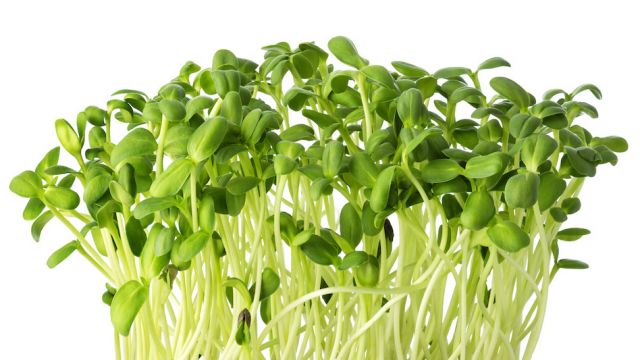 Fresh microgreens of Sunflowers isolated on white background.