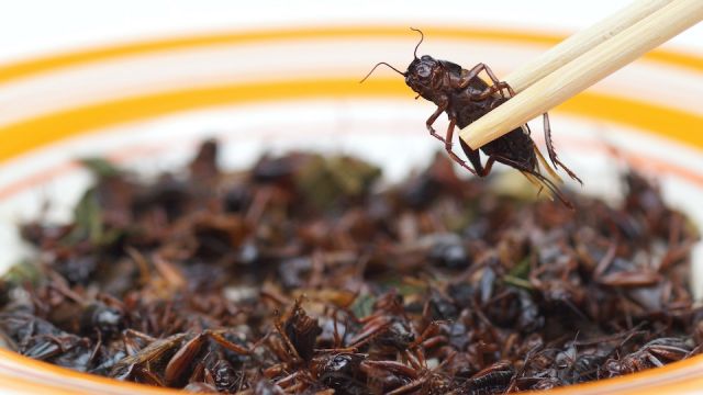Eating fried cricket - eating insect concept